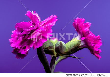 Striking Pink Carnations with Water Drops on Deep Purple, Floral Beauty Striking Pink Carnations with Water Drops on Deep Purple, Floral Beauty 125492823