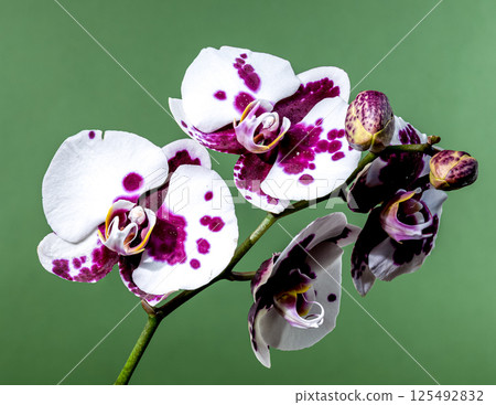 Elegant Purple Spotted Orchid on Soft Green Elegant Purple Spotted Orchid on Soft Green 125492832