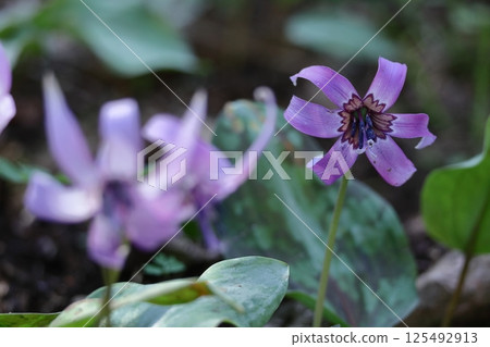 Spring Fairy 125492913