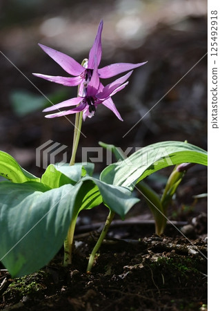 春天的仙女 125492918