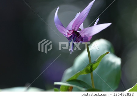 春天的仙女 春天的仙女 125492928