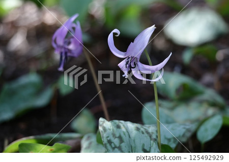 Spring Fairy Spring Fairy 125492929