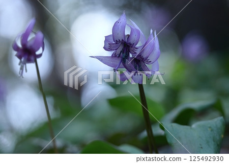 Spring Fairy 125492930