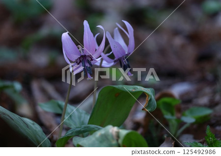 Spring Fairy Spring Fairy 125492986