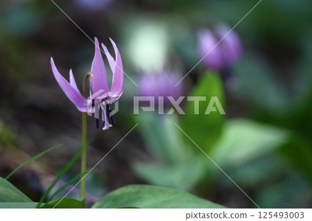 Spring Fairy 125493003