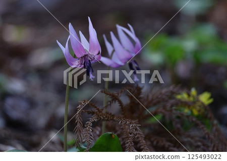 春天的仙女 125493022