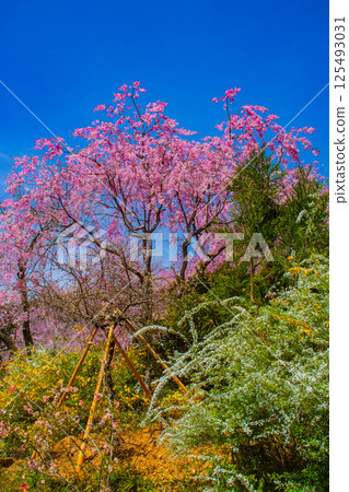 [京都風景] 原谷園櫻花盛開，五彩繽紛的花朵環繞 125493031
