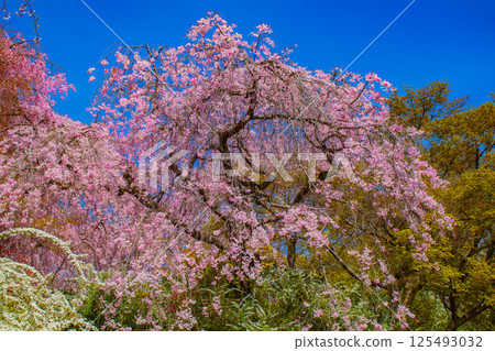 [京都風景] 原谷園櫻花盛開，五彩繽紛的花朵環繞 125493032