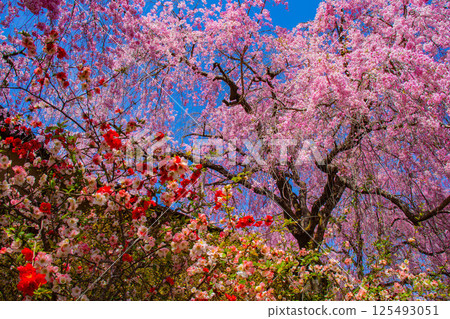 [京都風景] 原谷園櫻花盛開，五彩繽紛的花朵環繞 125493051