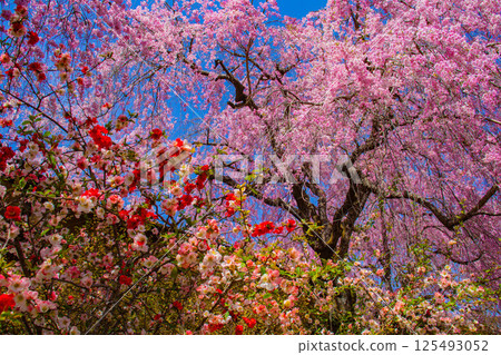 [Kyoto scenery] Cherry blossoms at Haradanien surrounded by colorful flowers 125493052