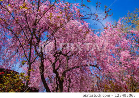 [Kyoto scenery] Cherry blossoms at Haradanien surrounded by colorful flowers 125493063