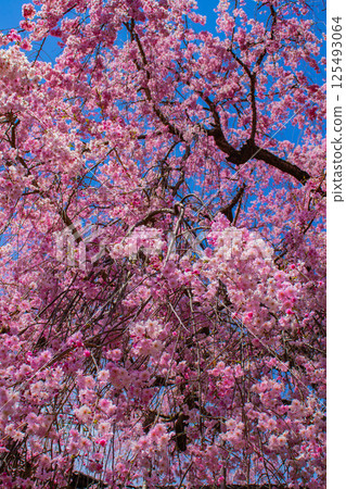 [Kyoto scenery] Cherry blossoms at Haradanien surrounded by colorful flowers 125493064