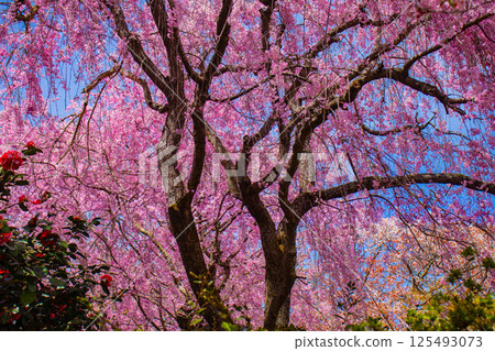 [Kyoto scenery] Cherry blossoms at Haradanien surrounded by colorful flowers 125493073