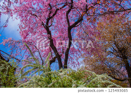 [京都風景] 原谷園櫻花盛開，五彩繽紛的花朵環繞 125493085