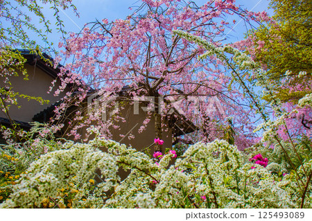 [京都風景] 原谷園櫻花盛開，五彩繽紛的花朵環繞 125493089