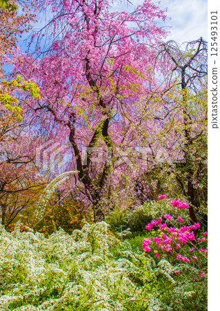 [京都風景] 原谷園櫻花盛開，五彩繽紛的花朵環繞 125493101