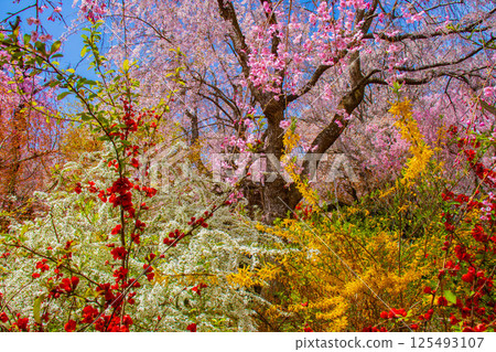 [京都風景] 原谷園櫻花盛開，五彩繽紛的花朵環繞 125493107