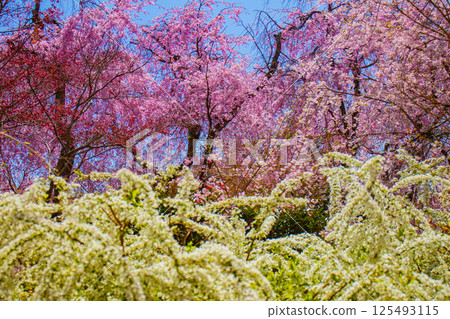 [Kyoto scenery] Cherry blossoms at Haradanien surrounded by colorful flowers 125493115