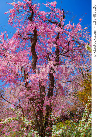 [Kyoto scenery] Cherry blossoms at Haradanien surrounded by colorful flowers 125493126