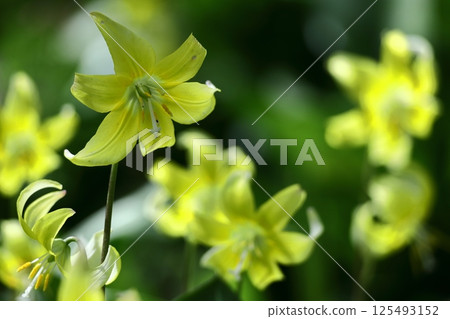 Spring Fairy 125493152