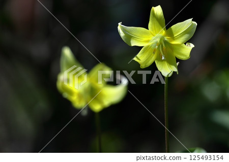 春天的仙女 春天的仙女 125493154