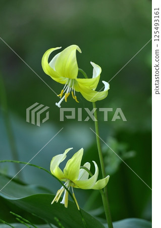 春天的仙女 125493161