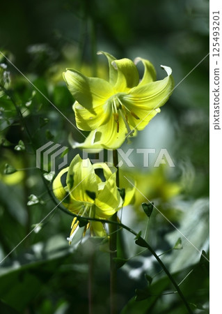 Spring Fairy Spring Fairy 125493201