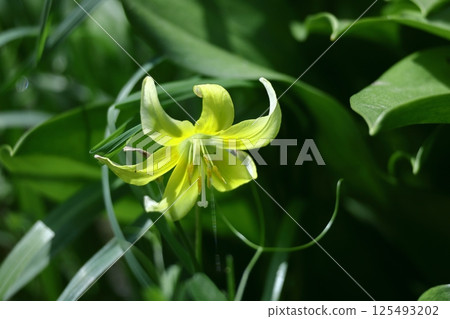 春天的仙女 125493202