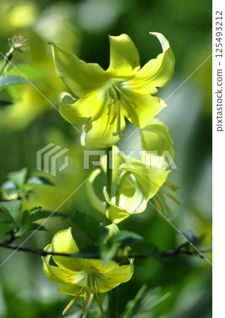 Spring Fairy 125493212