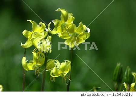 春天的仙女 125493213