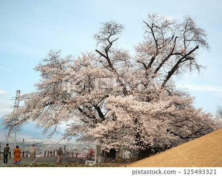 山梨縣甲州蠶影櫻花盛開,四月 山梨縣甲州蠶影櫻花盛開,四月 125493321