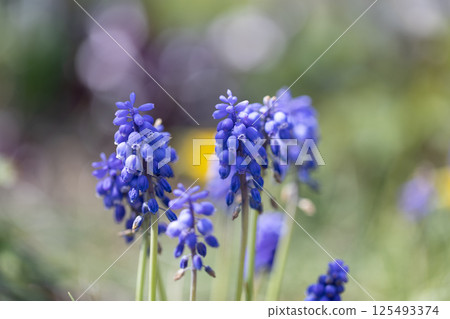 葡萄 葡萄 125493374