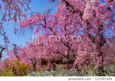 [Kyoto scenery] Cherry blossoms at Haradanien surrounded by colorful flowers 125493464