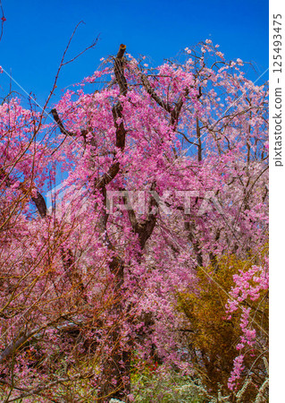 [京都風景] 原谷園櫻花盛開，五彩繽紛的花朵環繞 125493475