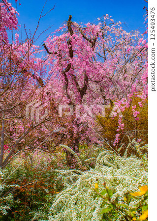 [京都風景] 原谷園櫻花盛開，五彩繽紛的花朵環繞 125493476