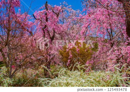 [京都風景] 原谷園櫻花盛開，五彩繽紛的花朵環繞 125493478