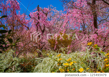 [京都風景] 原谷園櫻花盛開，五彩繽紛的花朵環繞 125493479