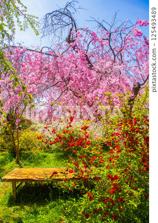 [Kyoto scenery] Cherry blossoms at Haradanien surrounded by colorful flowers 125493489