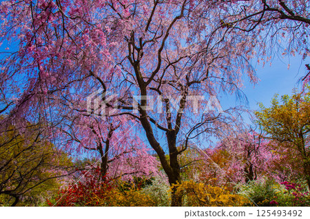 [京都風景] 原谷園櫻花盛開，五彩繽紛的花朵環繞 125493492