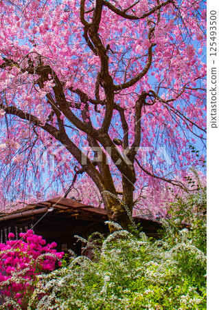 [京都風景] 原谷園櫻花盛開，五彩繽紛的花朵環繞 125493500