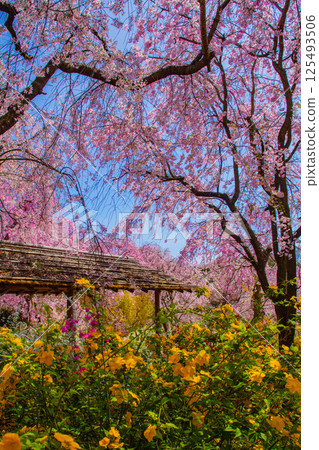 [Kyoto scenery] Cherry blossoms at Haradanien surrounded by colorful flowers 125493506