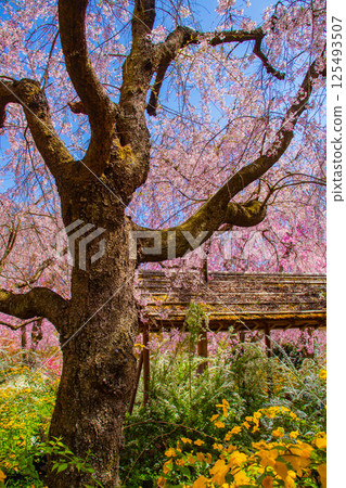 [京都風景] 原谷園櫻花盛開，五彩繽紛的花朵環繞 125493507