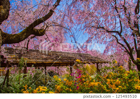 [京都風景] 原谷園櫻花盛開，五彩繽紛的花朵環繞 125493510