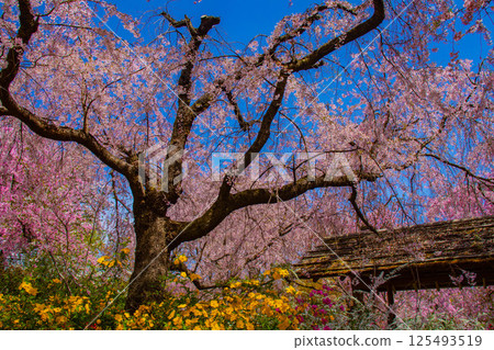 [Kyoto scenery] Cherry blossoms at Haradanien surrounded by colorful flowers 125493519