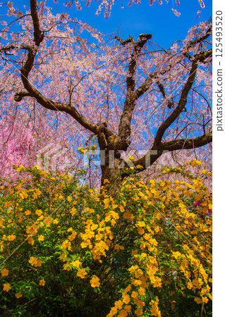 [Kyoto scenery] Cherry blossoms at Haradanien surrounded by colorful flowers 125493520