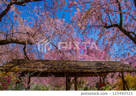 [Kyoto scenery] Cherry blossoms at Haradanien surrounded by colorful flowers 125493521