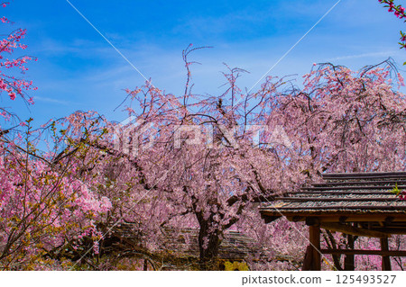 [京都風景] 原谷園櫻花盛開，五彩繽紛的花朵環繞 125493527