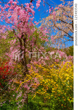 [Kyoto scenery] Cherry blossoms at Haradanien surrounded by colorful flowers 125493540