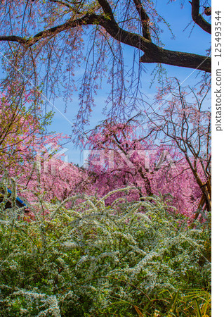 [Kyoto scenery] Cherry blossoms at Haradanien surrounded by colorful flowers 125493544
