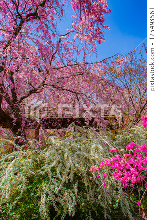 [京都風景] 原谷園櫻花盛開，五彩繽紛的花朵環繞 125493561